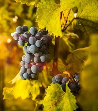 Degustação de vinhos e tour no Castello Di Luzzano
