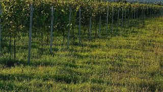 Visite du vignoble, dîner et séjour au Marani Milorauli