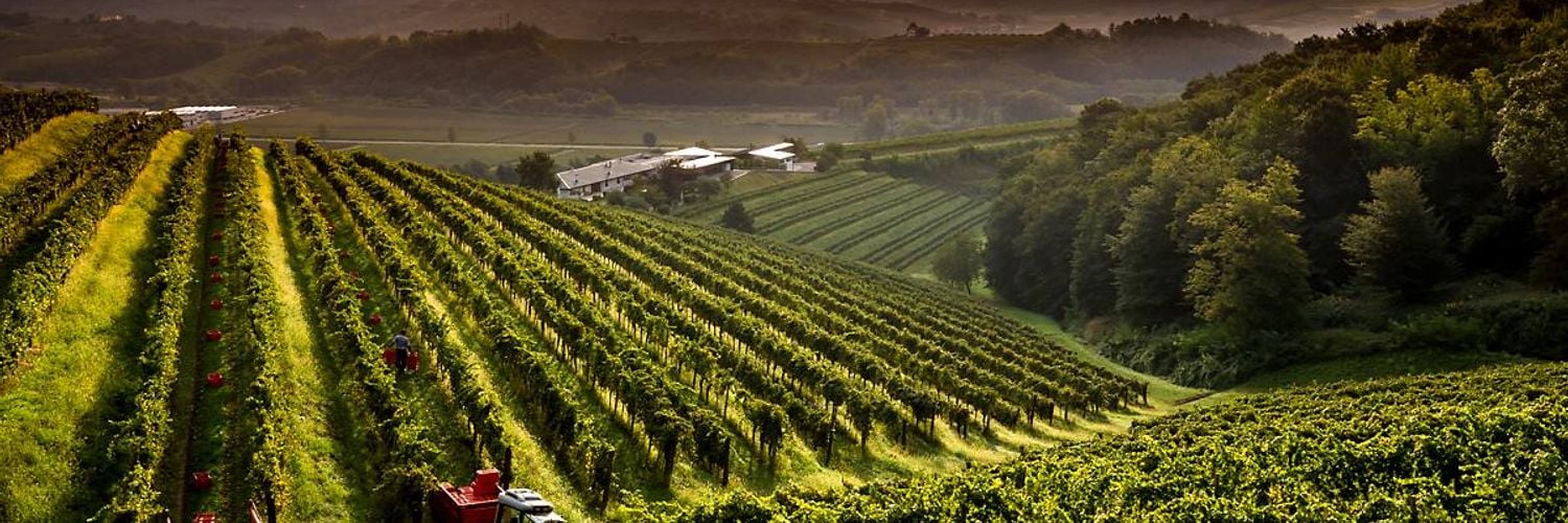 9def5949-la-viarte-lush-vineyards_g8tbs0