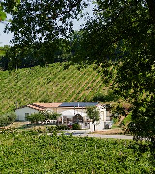 White wine tasting