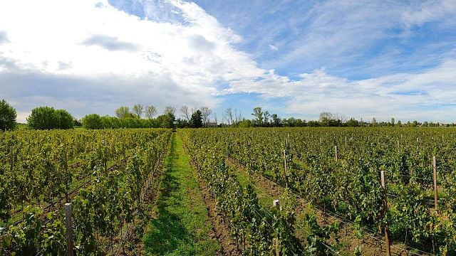 Wine tasting and tour at Ancilla - Azienda Agricola La Ghidina