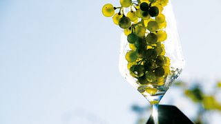 Lower Austria Wine Adventure at Weingut Thüringer