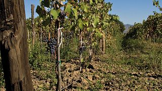 Weinprobe und Weinbergtour 3