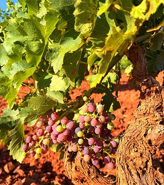 Bodegas Aragonesas
