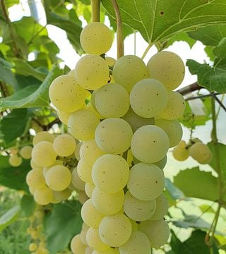 Visita a la bodega Veinimäe