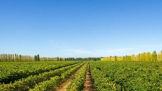 Rymill Coonawarra