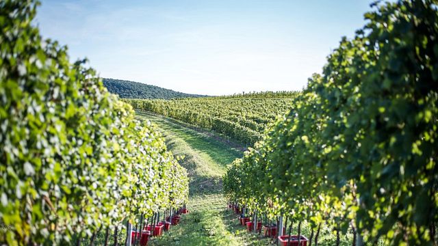 Lajver Winery