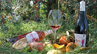 Degustação de vinhos e tour na Madam Wine