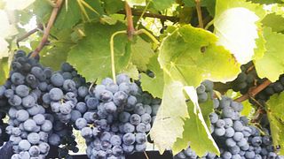 Degustação de vinhos e tour em Michele Laluce