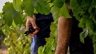 Die Route zwischen den Weinbergen und die Verkostung bei Vinicola De Nulles