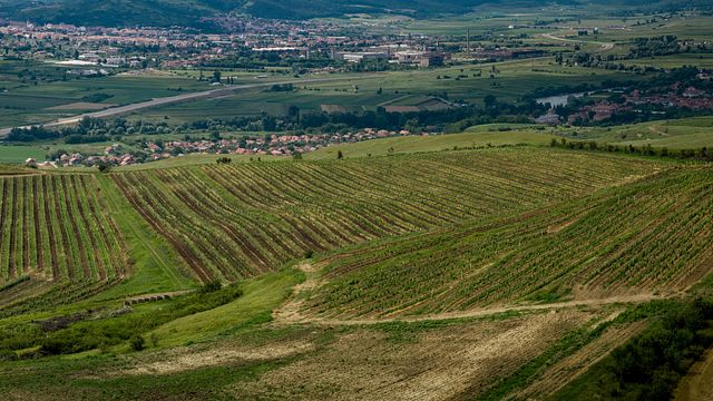 Domaine Takacs Winery