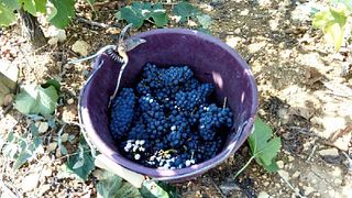 Degustazione di vini e tour a Gaec Venot