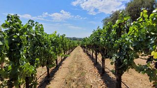 Woodenhead Winery