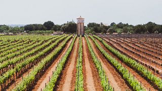 Verwöhnen Sie sich mit mallorquinischen Köstlichkeiten bei einer Verkostung von 4 Premiumweinen
