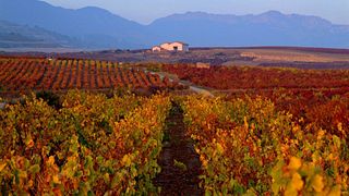 Bodegas Landaluce