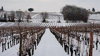 Dégustation et visite de vins au Château Armandière