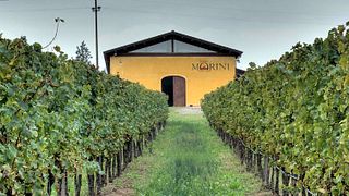 Dégustation de vins et visite des Poderi Morini