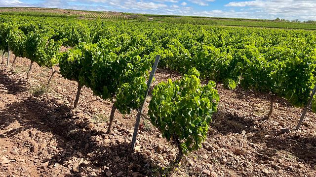 Bodegas Aragonesas