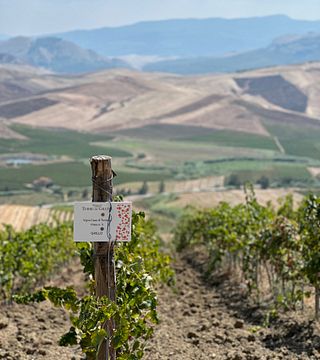 Expérience de dégustation de vins et de nourriture à Camporeale 