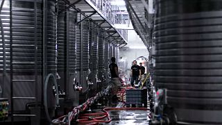 Visite privée premium de Vinho Verde : visite de 2 établissements vinicoles avec dégustation de vins et de fromages et déjeuner