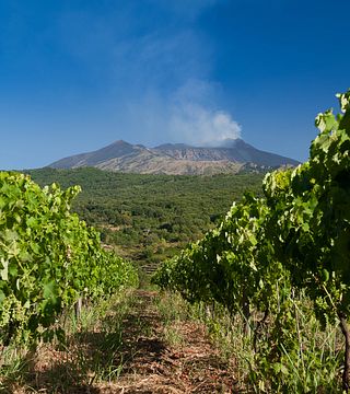 Tasting and Light Lunch at Tenuta Monte Gorna