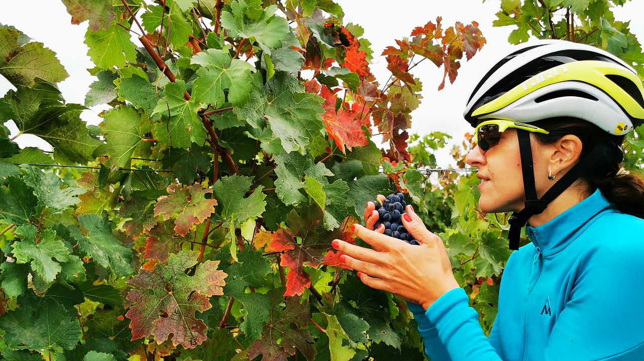 Excursion d'une journée à vélo et à vin dans les vignobles de Dealu Mare (± 1h de Bucarest)