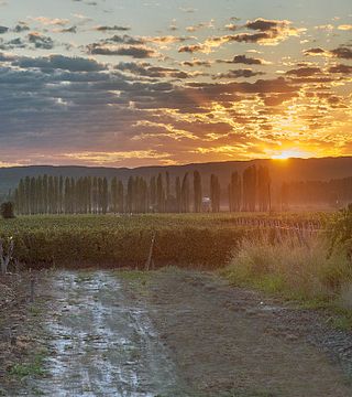 Mendoza’s Hidden Gems: Rare Wine Tasting at Martino