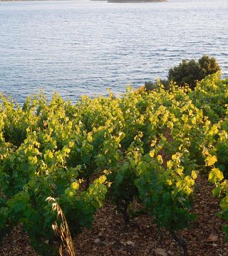 Bura Mrgudic Winery