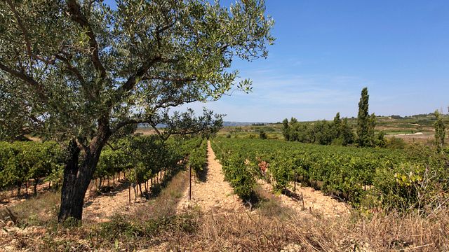 Domaine des Romarins