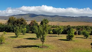 Degustazione di vini e tour al Seven Springs Vineyard