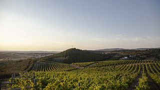 Atelier d'assemblage de vins à Howard's Folly