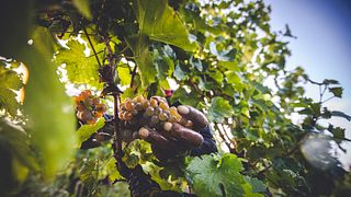 In Vino provsmakning & besök - Från tunnorna till flaskorna