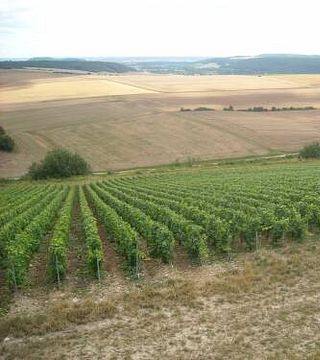 Cata de vinos y tour en Domaine Gillon Frères