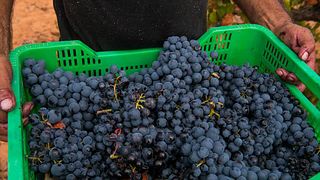 Degustazione di vini e tour presso l'azienda vinicola Viña Memorias
