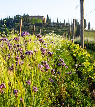 Dégustation de vins et visite à Argiano