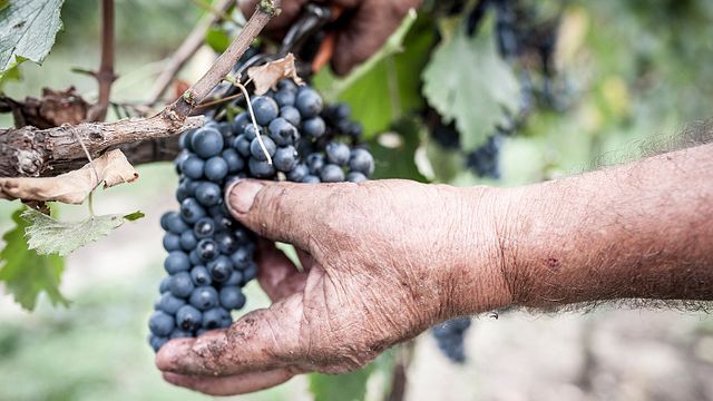 Azienda Agricola Bugno Martino