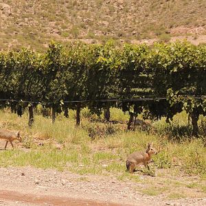 Un'esperienza di vacanza al Chañarmuyo Wine Lodge