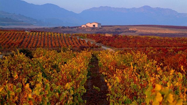 Degustazione e visita alle Bodegas Landaluce