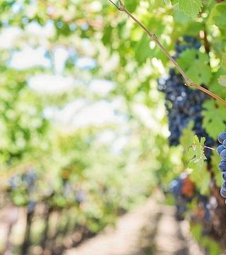 Premium Private Dão Tour: Besuchen Sie 2 Weingüter mit Weinproben, Mittagessen und Käseverkostung