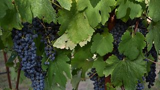 Experiência fantástica de degustação de vinhos na vinícola Descarado