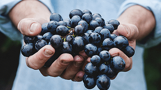 Dégustation et visite de grands vins
