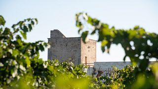I Due Re Del Salento - dégustation de vins et spécialités locales, visite guidée des vignobles de Torleanzi et de la Masseria