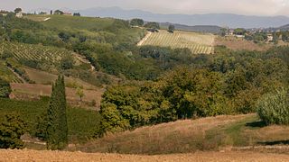 Dégustation de vins et visite à Conti Capponi - Villa Calcinaia