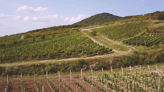 Zsadányi Winery - Tállya