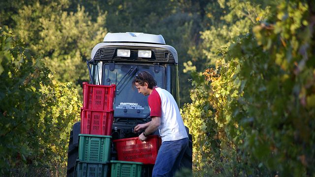 Dégustation de vins et visite ensemble à la société agricole Mulini di Segalari snc