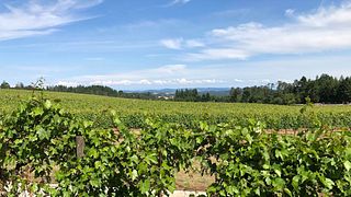Degustazione di vini e visita allo Chateau Bianca