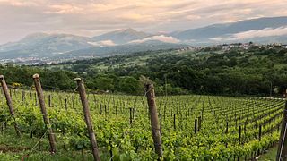Cantina Castelsimoni