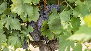 Fattoria Casalbosco