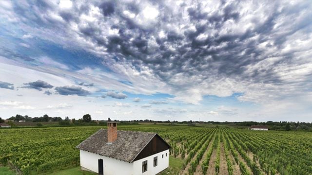 Vojvodina Vineyards: Tonkovic Winery Tour & Tasting