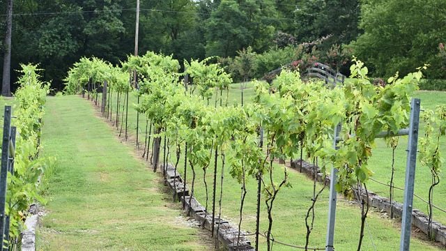 Delta Blues Winery